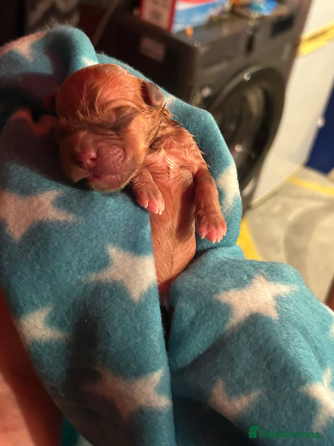 Dogue De Bordeaux dogs for sale: Dogue De Bordauex Puppies for sale - Image 22