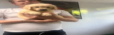 Golden Retriever Puppy 9