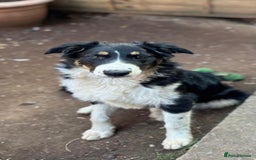 Border Collie dogs for sale: Maggie-Mae - Image 2