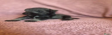 Pink Miniature Schnauzer 