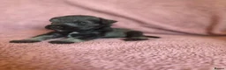 Miniature Schnauzer dogs for sale: Miniature schnauzer puppies  - Advert 4