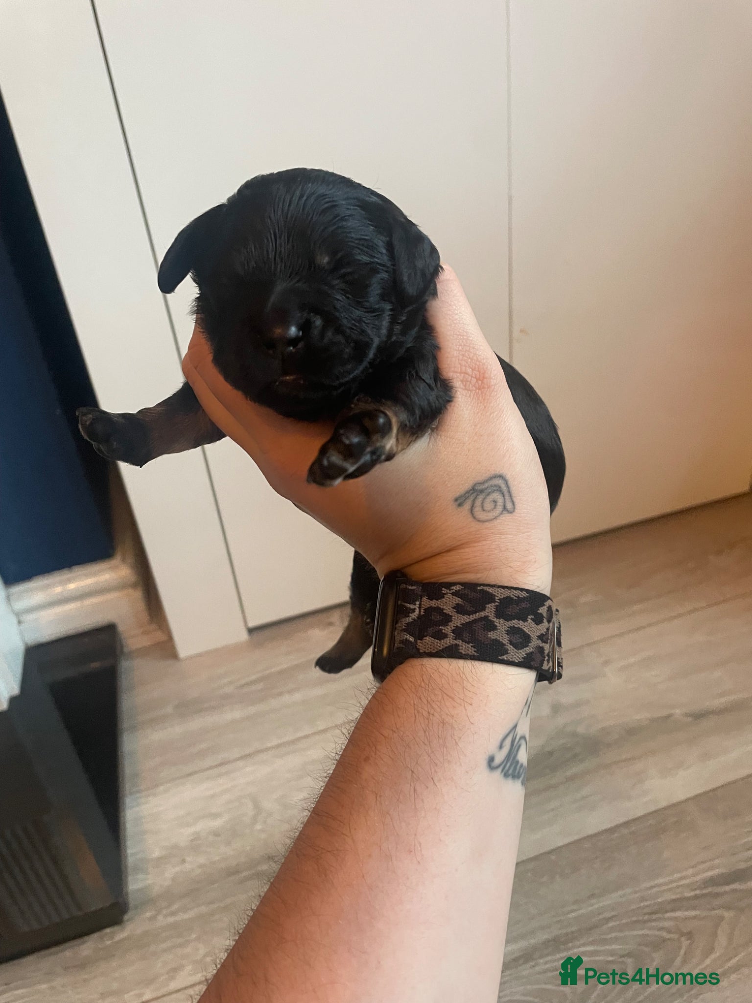Mixed Breed dogs Beautiful Dachshund, French bulldog hybrid puppy - Advert 2