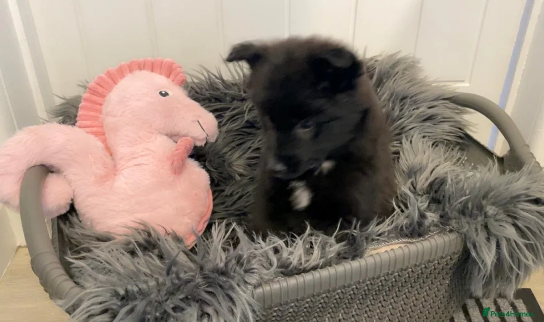 Pomsky dogs for sale: Pomsky puppies ready for their forever home 💞 in Swansea - Advert 8