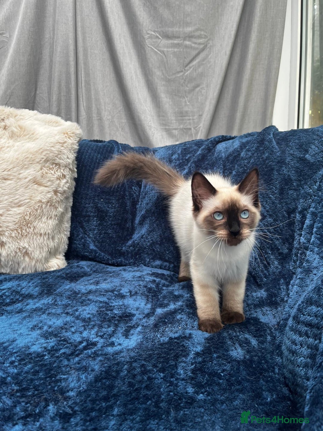 Ragdoll cats for sale: 4 Gorgeous Ragdoll Kittens **Ready to go now** - Image 5