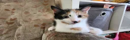 Mixed Breed cats for sale: Kittens ready to go in Frome - Advert 5