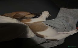 Jack Russell dogs for sale: Jack Russell puppy  - Image 2