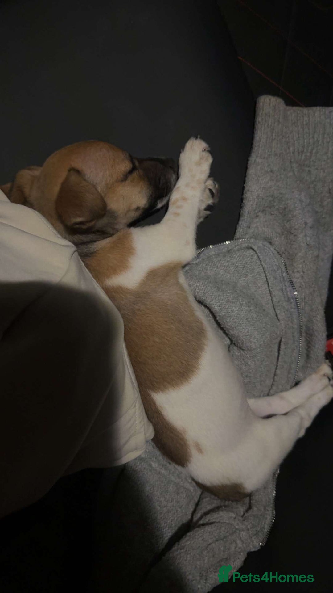Jack Russell dogs for sale: Jack Russell puppy  - Image 2