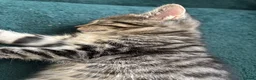 Domestic Shorthair cats for sale: 3 Kittens Ready Oct 4th - WR12 - Advert 6