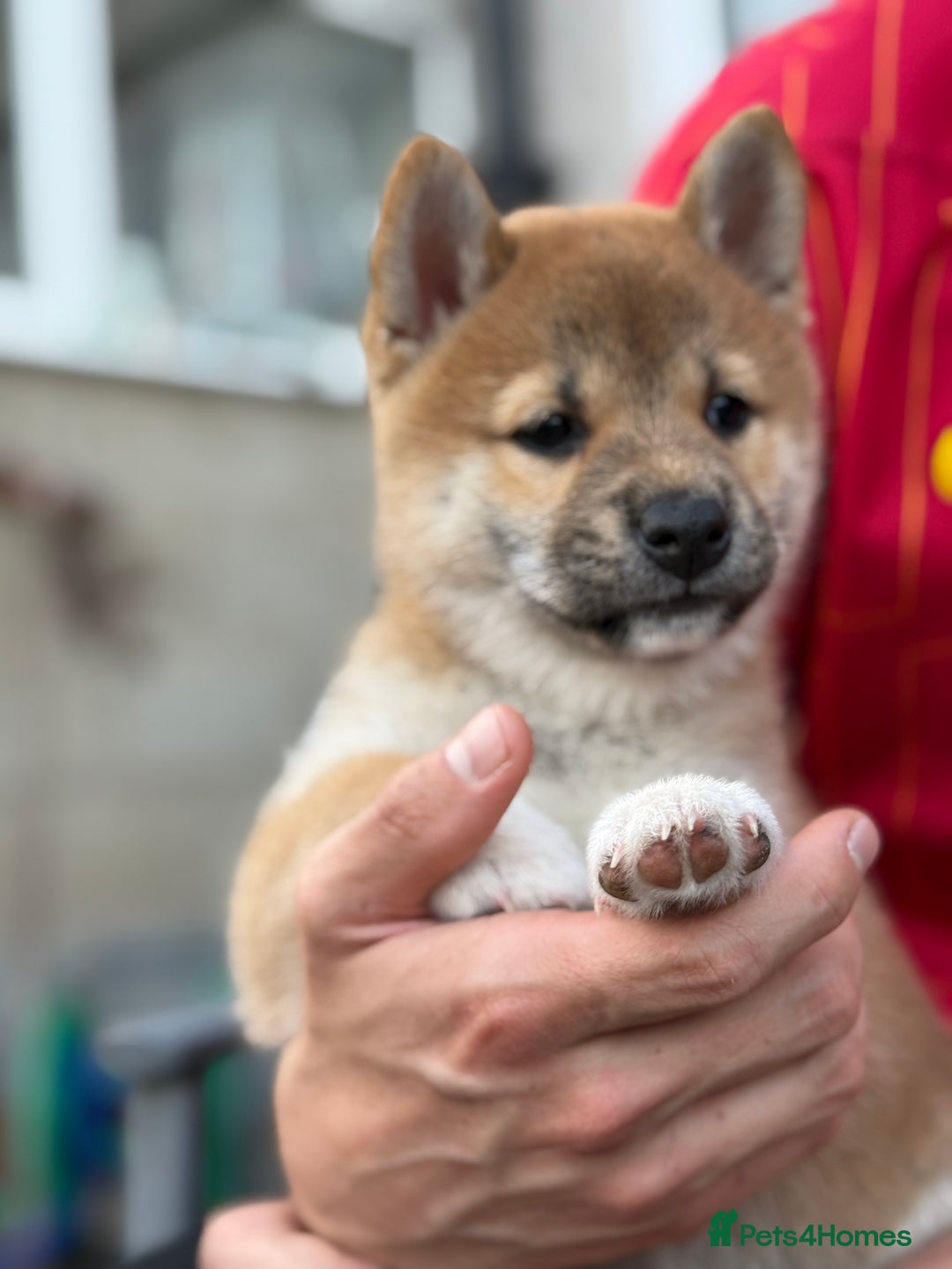 Japanese Shiba Inu dogs for sale: 🧡🦊Stunning KC Shiba Inu female ready now!🧡🦊 - Image 8