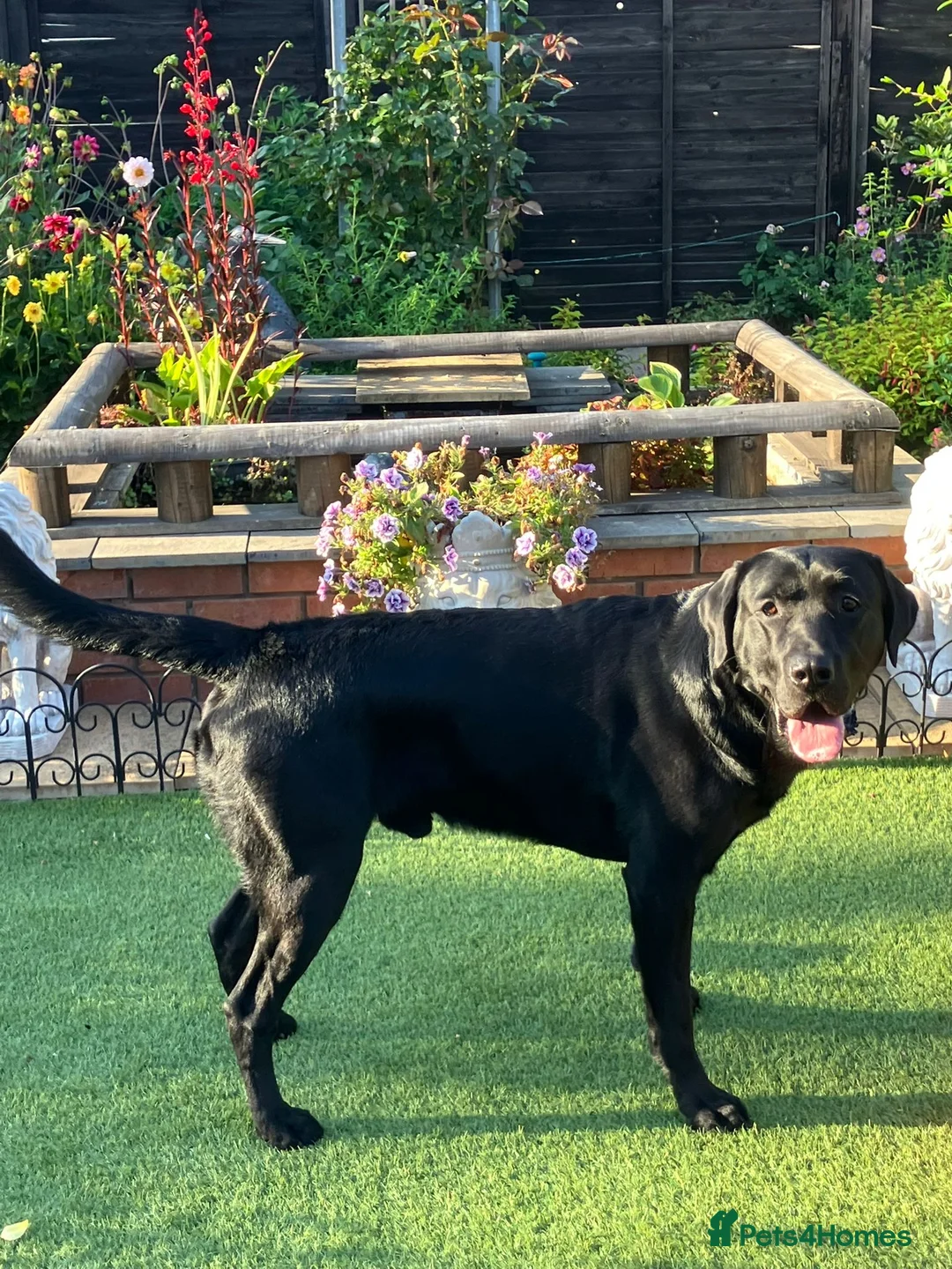 Labrador Retriever dogs for stud: Kenzduo Blackout (Tyson) - Advert 4