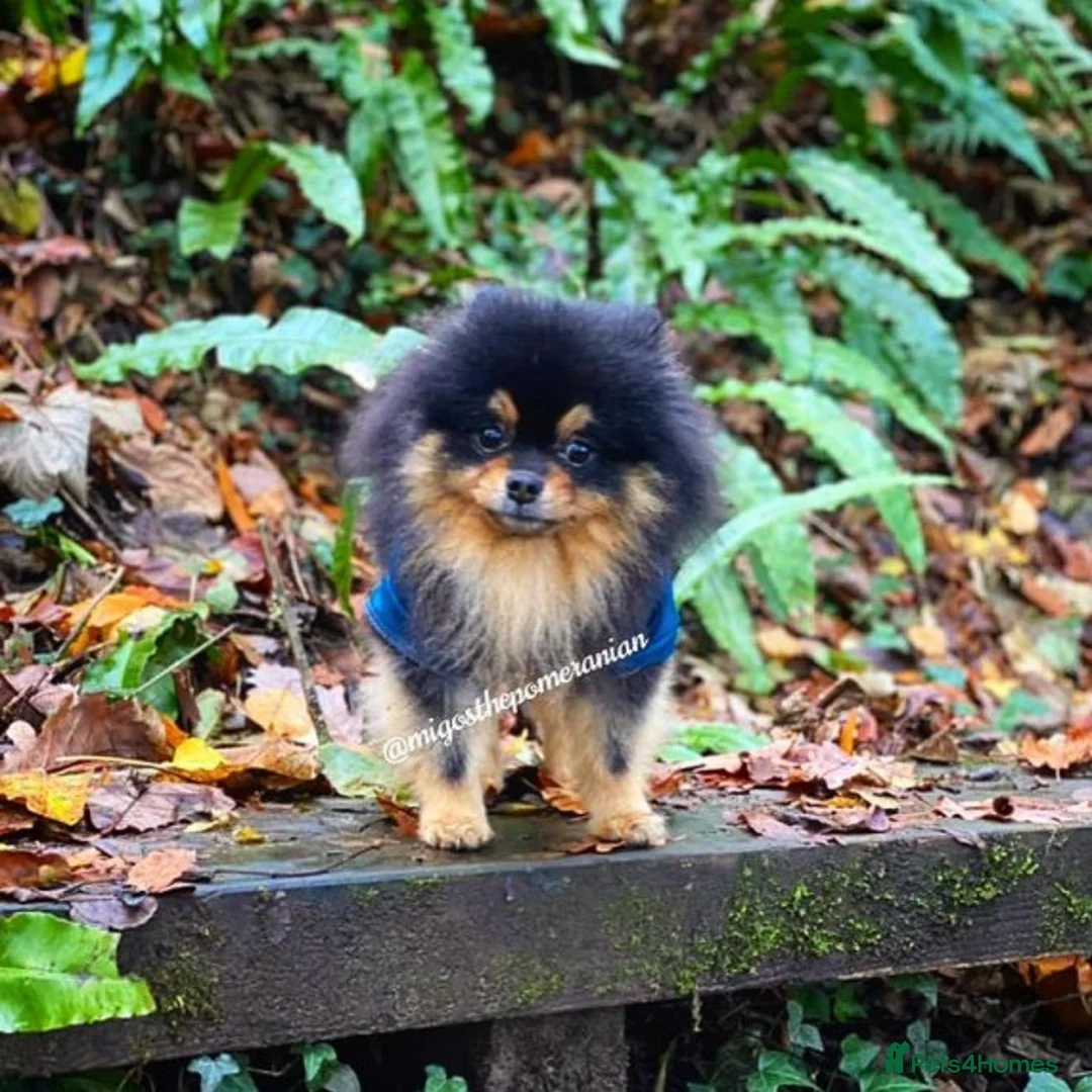 Pomeranian dogs for stud: Well Proven Stunning Black and Tan Pomeranian Stud in Ebbw Vale - Advert 1