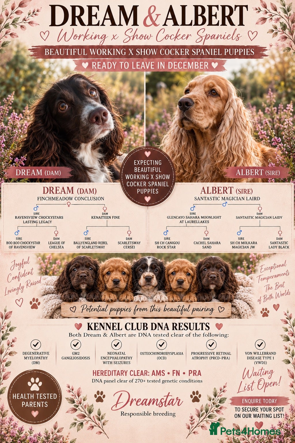 Cockapoo dogs COCKER SPANIEL WAITING LIST 😍 - Advert 20