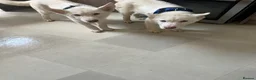 Siberian Husky dogs for sale: 3 Husky Puppies For Sale  - Advert 2