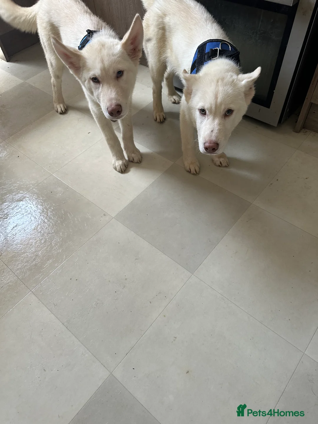 Siberian Husky dogs for sale: 3 Husky Puppies For Sale  - Advert 2