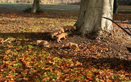 Cocker Spaniel dogs for sale: Kc reg Working Cocker Spaniels - Image 10