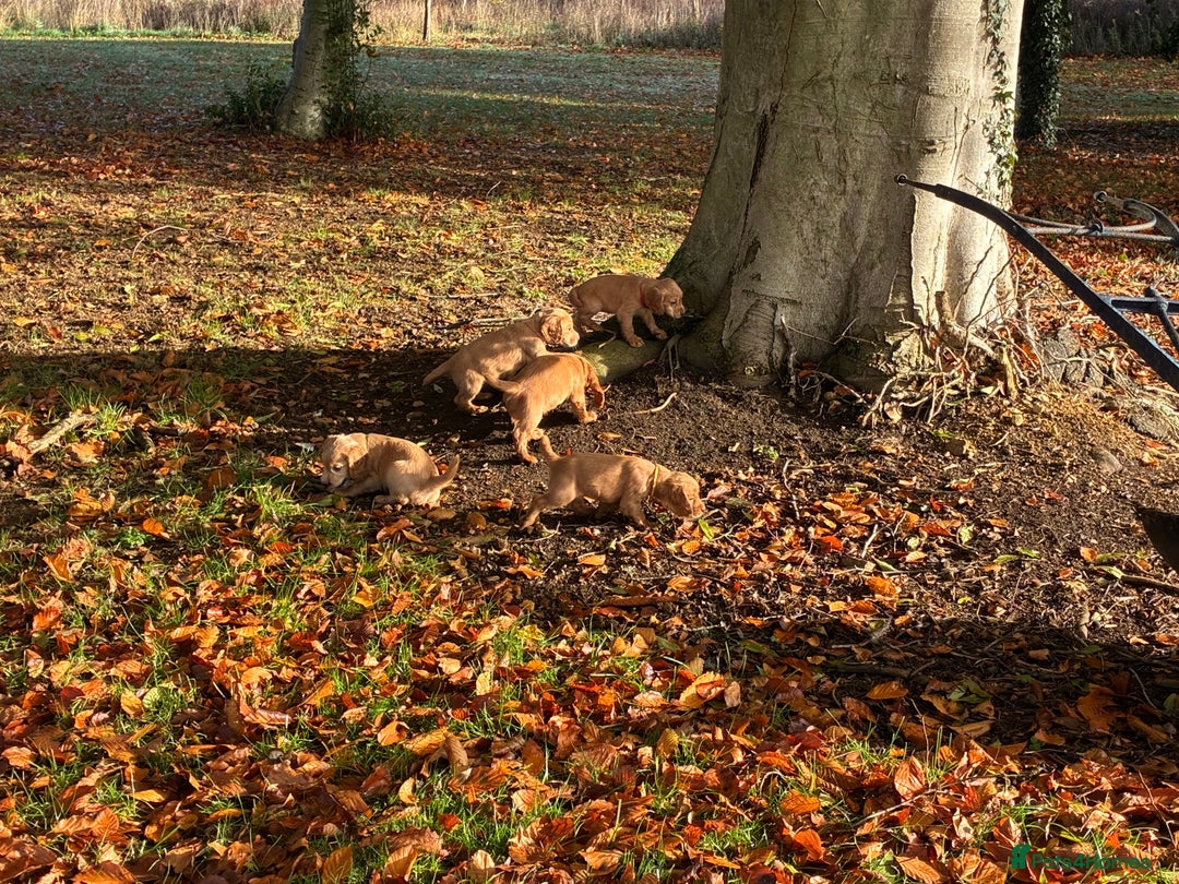 Cocker Spaniel dogs for sale: Kc reg Working Cocker Spaniels - Image 10
