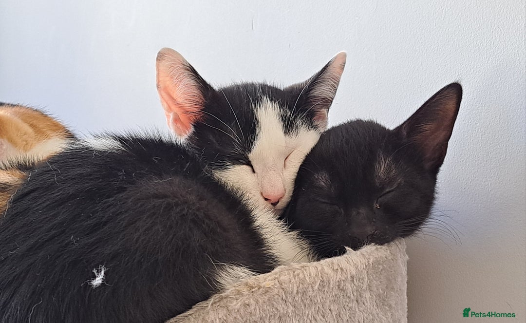 Domestic Shorthair cats for sale: 2 Gorgeous Pairs Of Kittens - Image 7