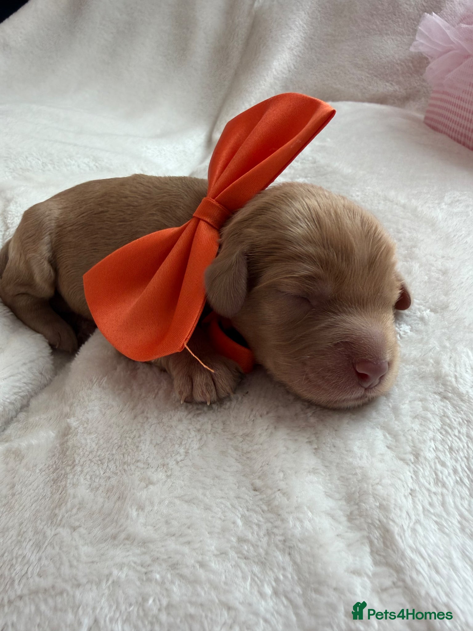 Cavapoo dogs for sale: F1 Chocolate Dream Cavapoos 🤎 - Advert 5