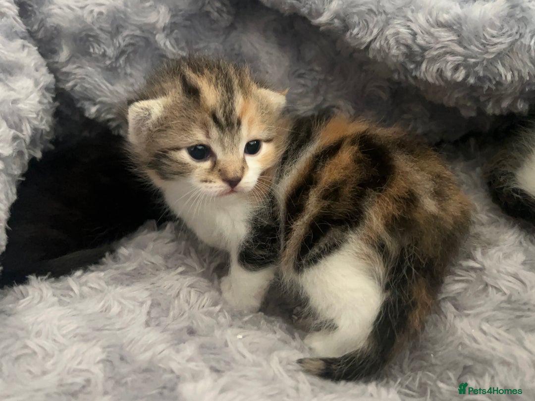 Mixed Breed cats for sale: 3 mixed breed kittens available - Image 14