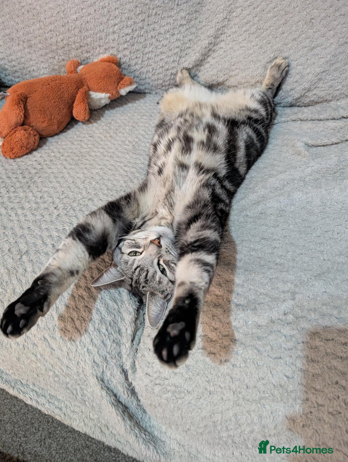 Mixed Breed cats Silver and black mixed tabby 3 year old - Advert 4