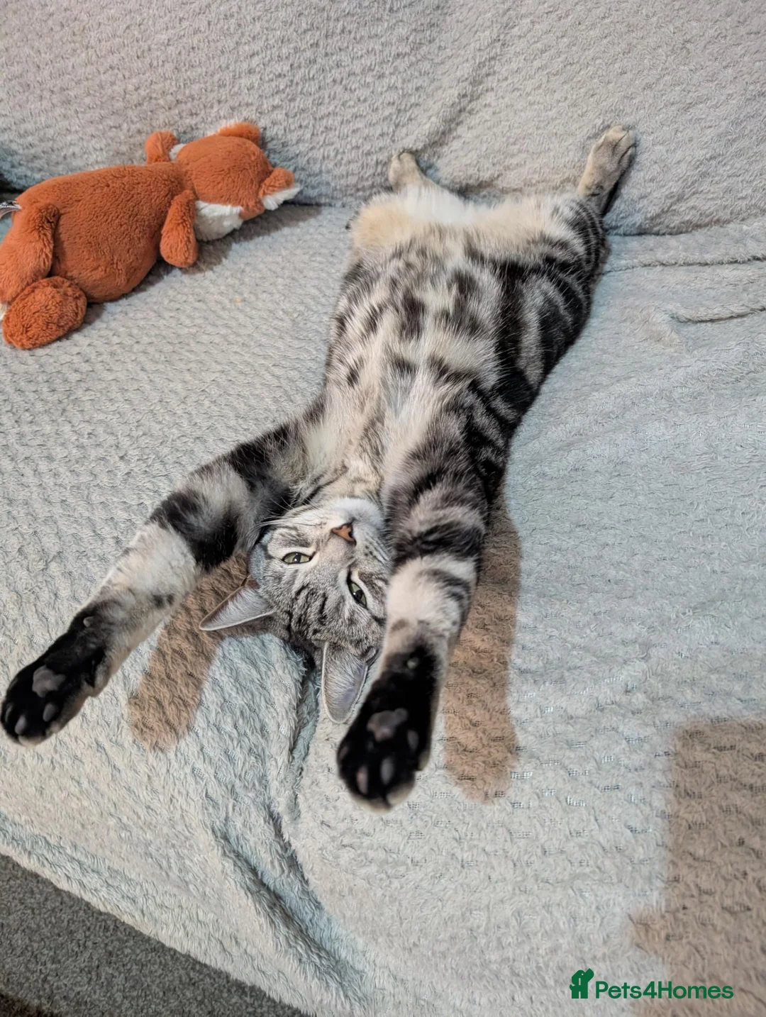 Mixed Breed cats for sale: Silver and black mixed tabby 3 year old - Advert 1