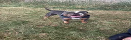 English Bulldog dogs for stud: Chester in Wednesbury - Advert 2