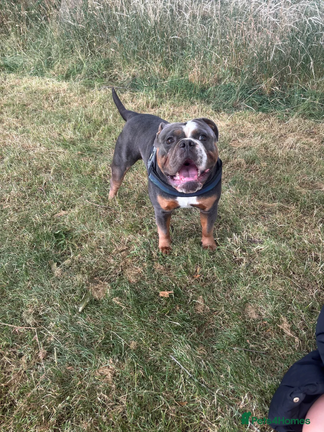 English Bulldog dogs for stud: Chester in Wednesbury - Advert 2