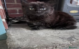 Mixed Breed cats for sale: 3 very fluffy kittens - Image 4