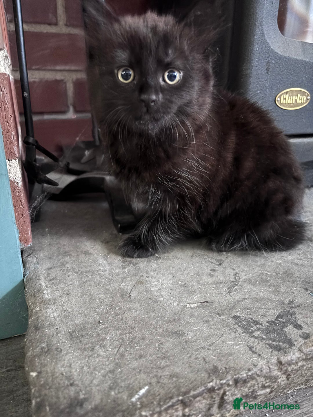 Mixed Breed cats for sale: 3 very fluffy kittens - Image 4