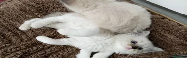 Ragdoll 2