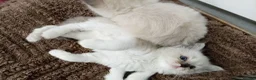 Ragdoll cats for sale: Stunning ragdoll babies - Advert 5