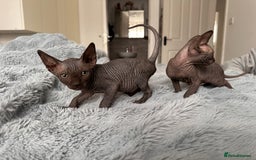 Sphynx cats for sale: Four 😍 SPHYNX kittens  - Image 1