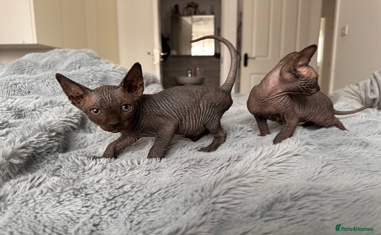 Sphynx cats - Advert 2