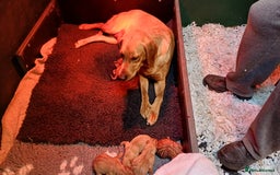 Labrador Retriever dogs for sale: MALE LABRADOR PUPPY FOR SALE  - Advert 4