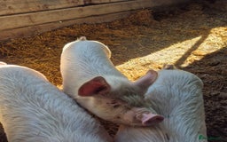 Pig livestock for sale: 3 Oxford Sandy and Black, Middle White Gilts Pigs - Image 4