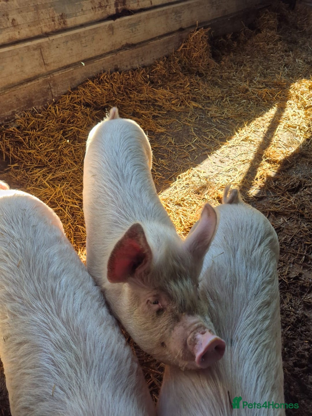Pig livestock for sale: 3 Oxford Sandy and Black, Middle White Gilts Pigs - Image 4