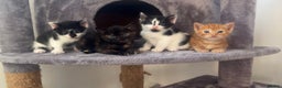 Mixed Breed cats for sale: 4 kittens  - Advert 1