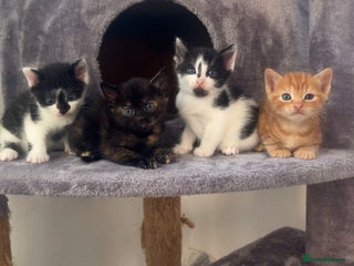 Mixed Breed cats 4 kittens - Advert 2