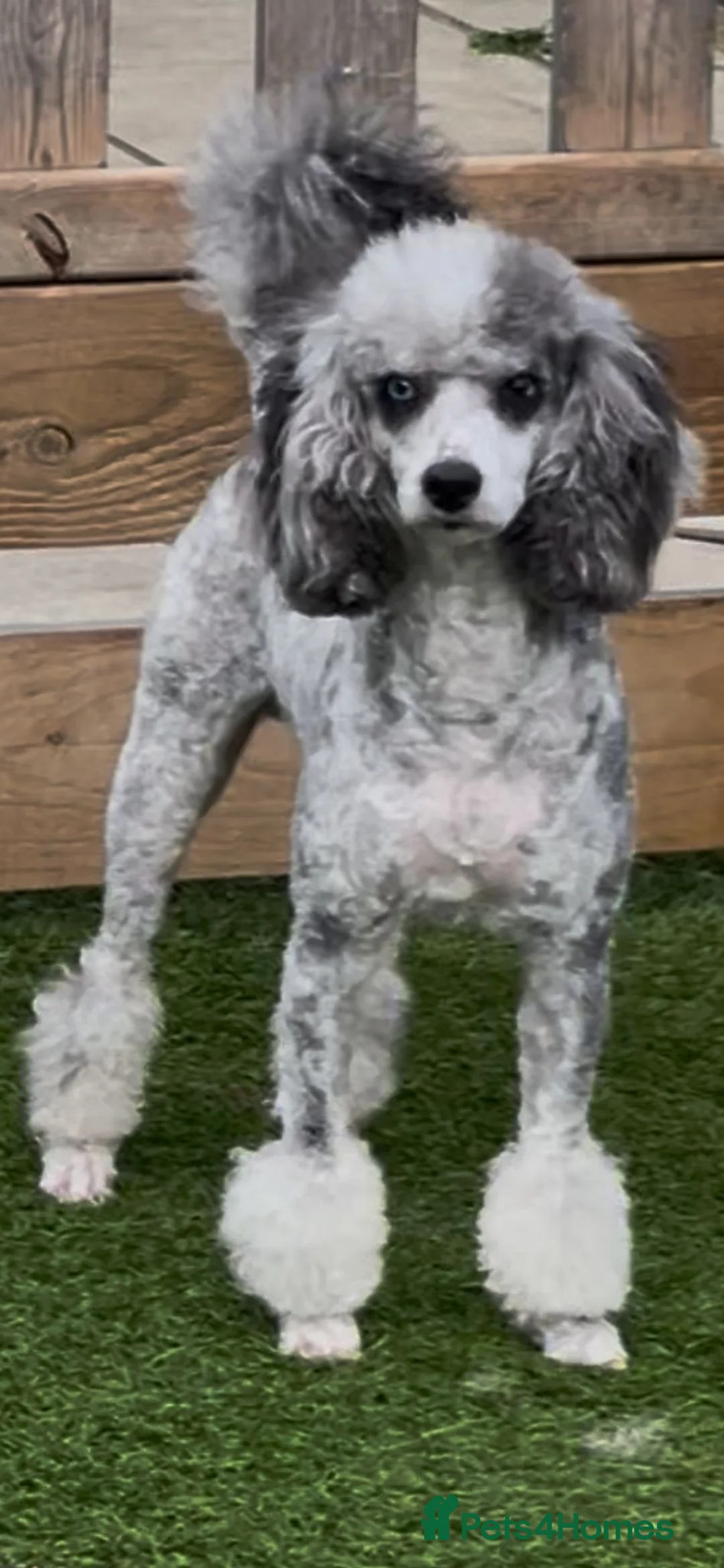 Cockapoo dogs for sale: Gorgeous teddy bear faced cockapoos - Advert 15