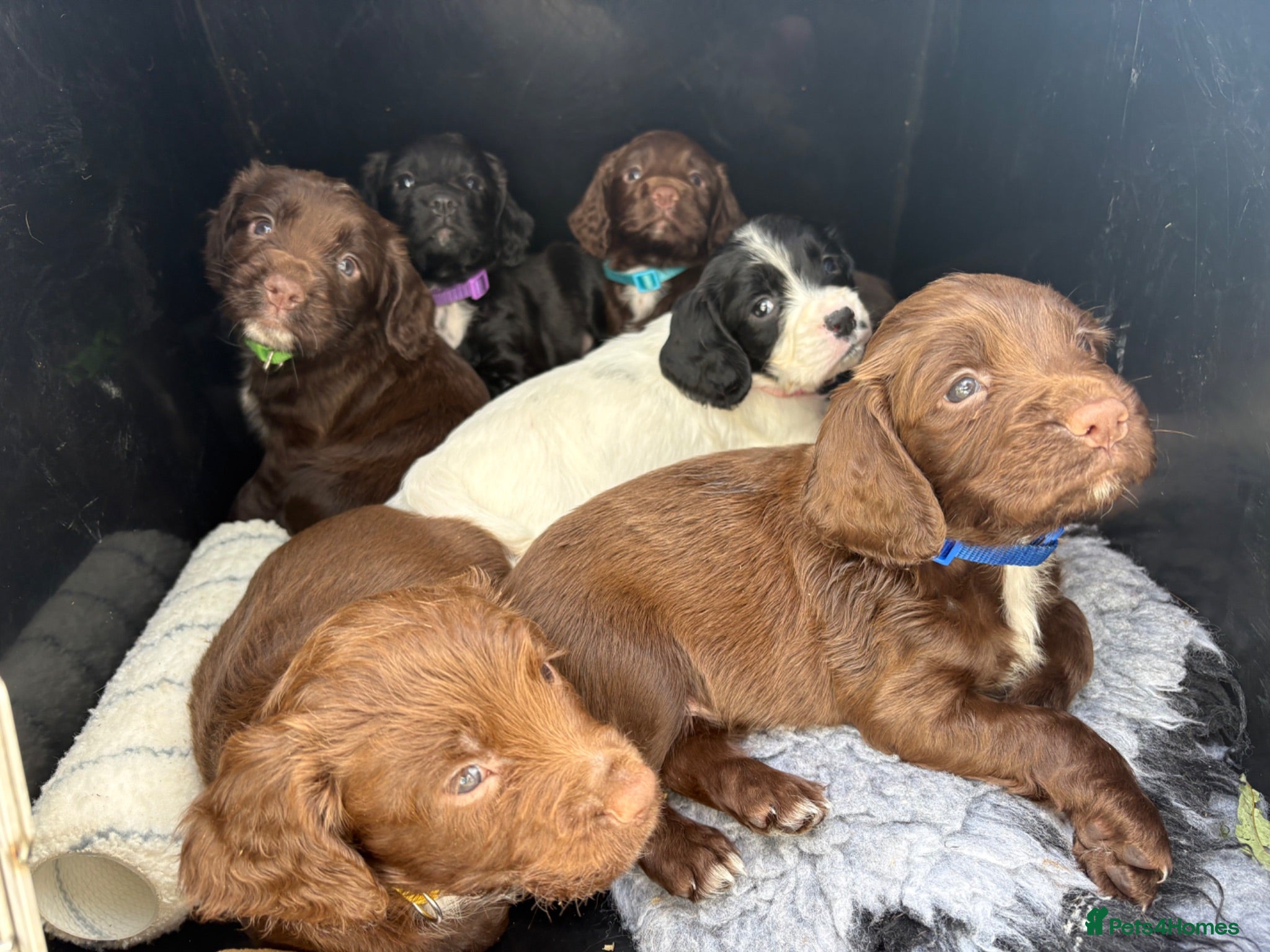 Sprocker dogs F1 sprocker puppies - Advert 12
