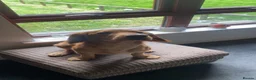 Cocker Spaniel dogs for sale: 2 year old cover spaniel  - Advert 6
