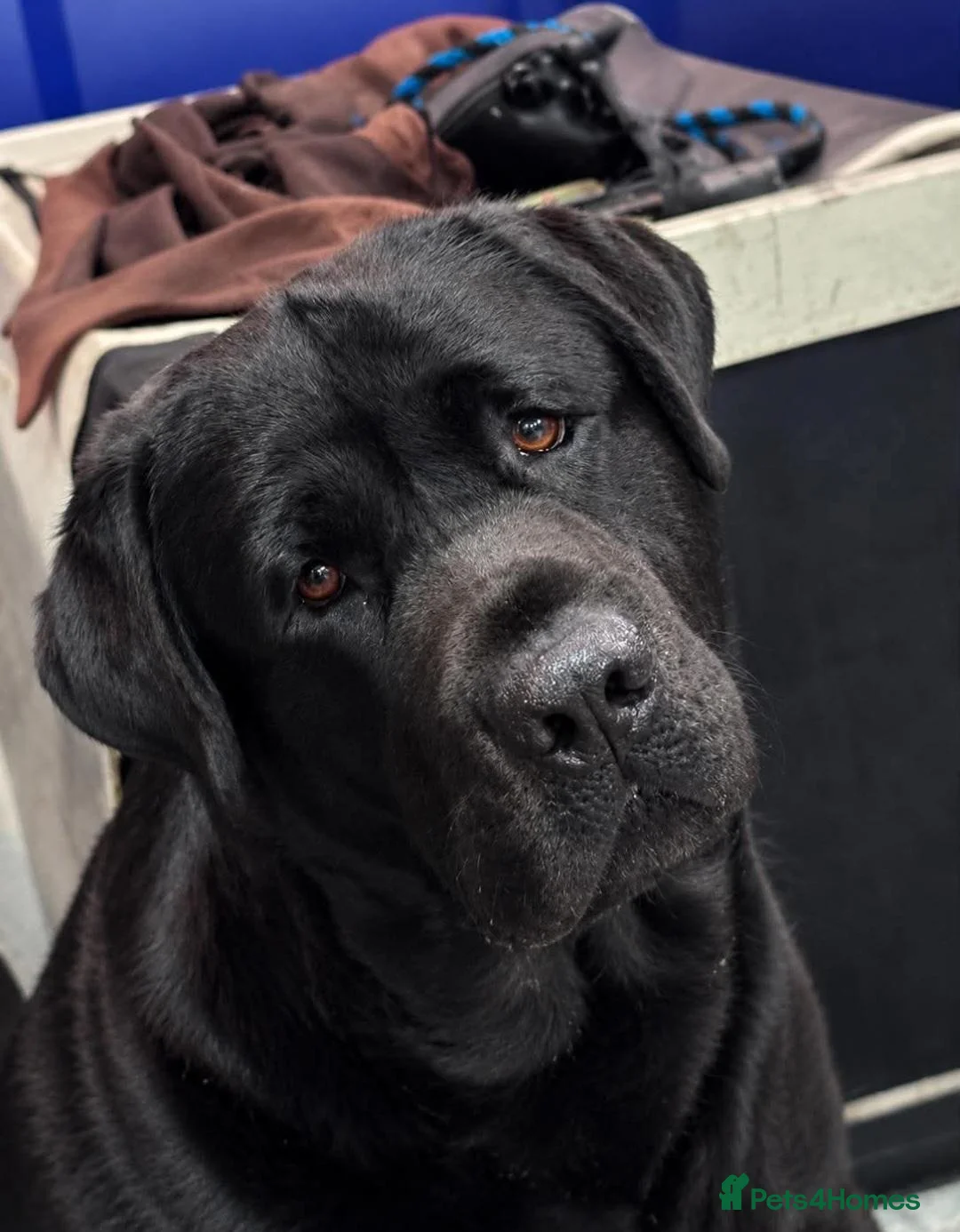 Labrador Retriever dogs for sale: 22 Month Old Labrador Male - Advert 3
