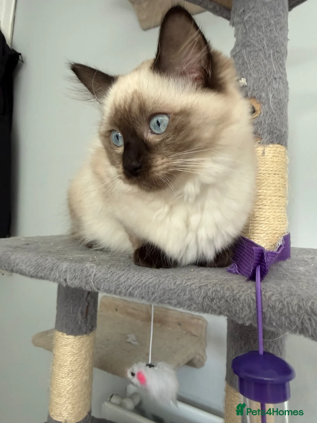 Ragdoll cats for sale: Ragdoll - Advert 2
