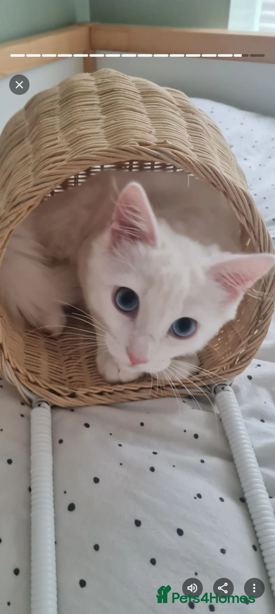 Mixed Breed cats for sale:  Fluffy White Kittens – Ready for Loving Homes - Advert 8