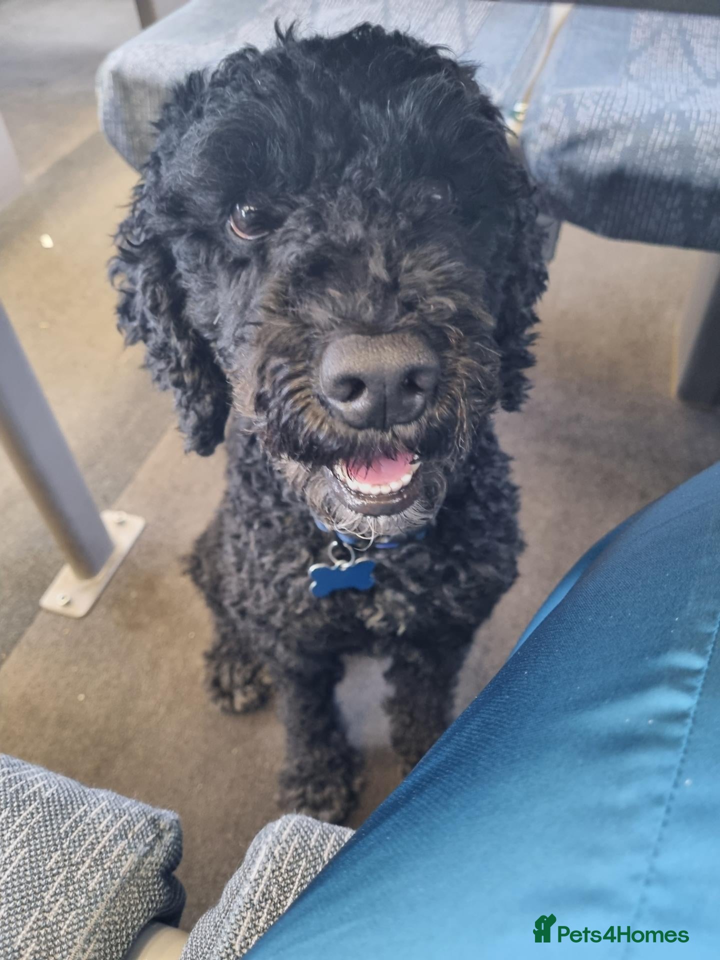 Miniature Poodle dogs 5 yr old KC registered black miniature poodle stud - Advert 2