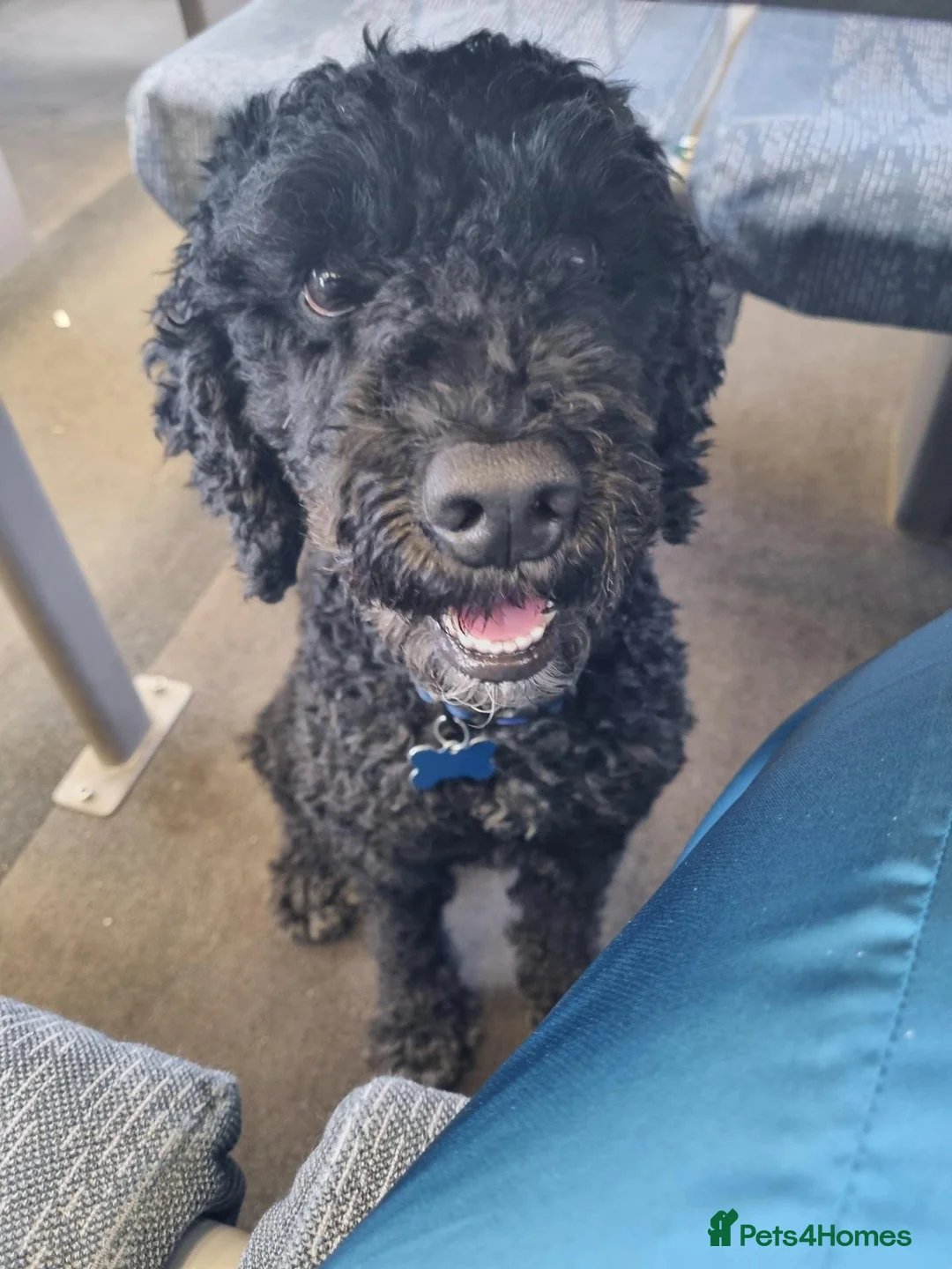 Miniature Poodle dogs for stud: 5 yr old KC registered black miniature poodle stud - Advert 2