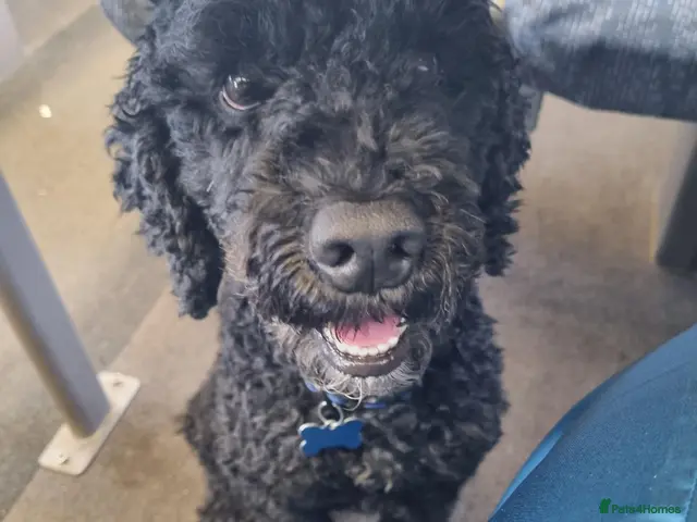 Miniature Poodle dogs for stud: 5 yr old KC registered black miniature poodle stud - Advert 2