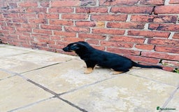Mixed Breed dogs for sale: 3 fluffy Shollie German Shepard x Boarder Collie - Image 23