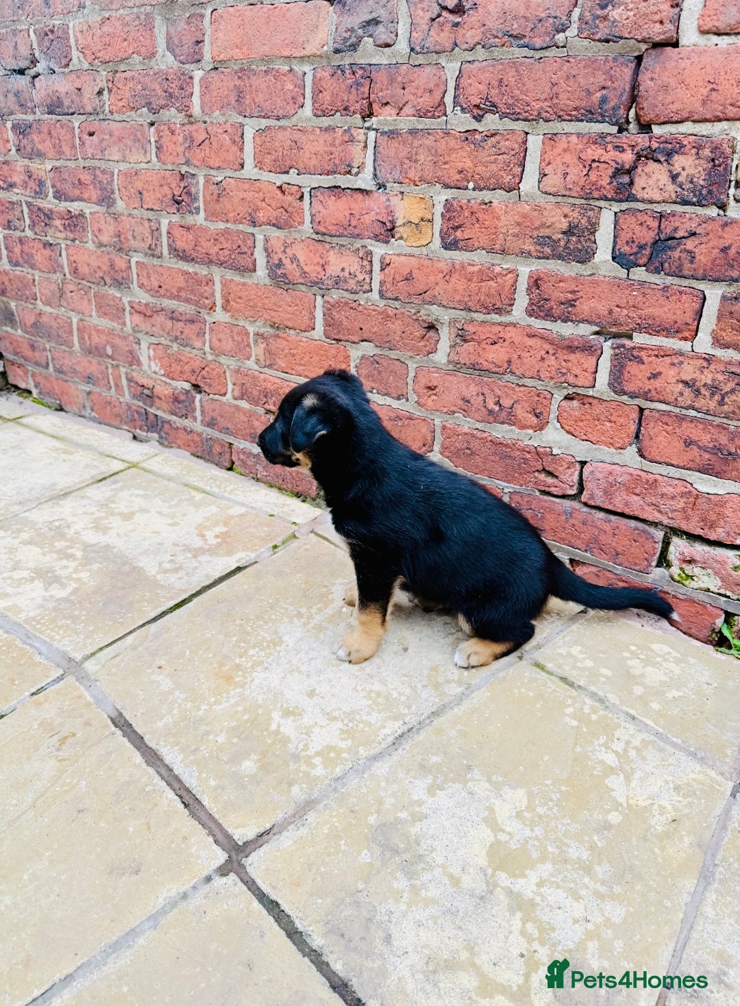Mixed Breed dogs for sale: 3 fluffy Shollie German Shepard x Boarder Collie - Image 23