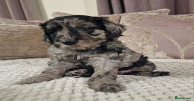 Goldendoodle dogs - Advert 16